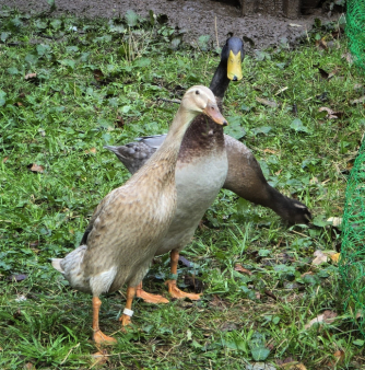 7de3a35e22295b95173f50d54ddf095c