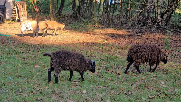 d10a0296a7599ba598855252c58bb244